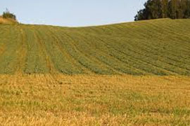 מחלות ומזיקים נפוצים בגדולי שדה