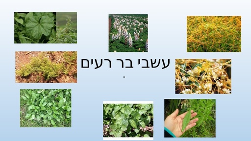 עשבים רעים" והדברתם"