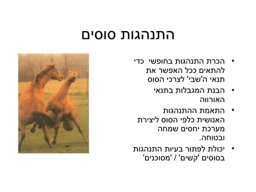 התנהגות סוסים