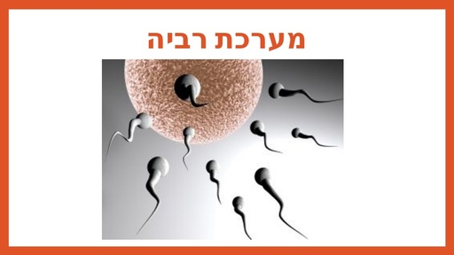 מערכת רביה כלבים